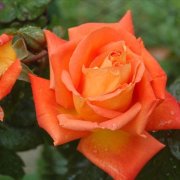 Rosa "Orange Sunshine" oranžová